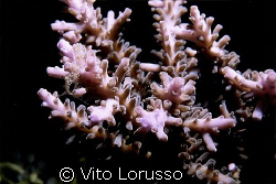 Corals by Vito Lorusso 